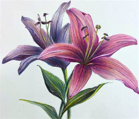 Lily Flower Drawing