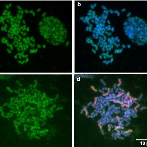 Method Mutator 的图像结果