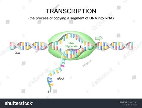 Image result for RNA Replication