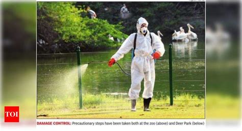 Fear spreads its wings: 17 more ducks die at Deer Park | Delhi News ...