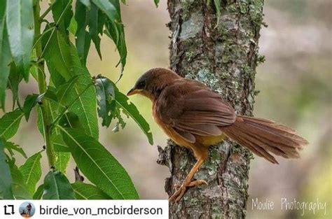 Kodaikanal Birdwatching | KeyTerns