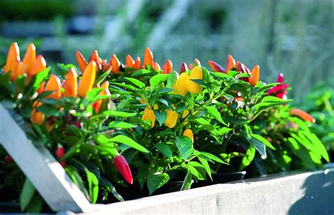 Sweet Pepper Plants