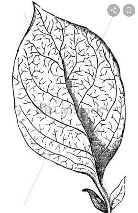 draw a leaf with reticulate venation - Brainly.in