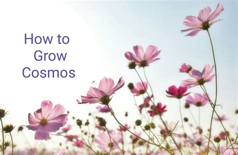 How to Grow Cosmos - All Free Crafts