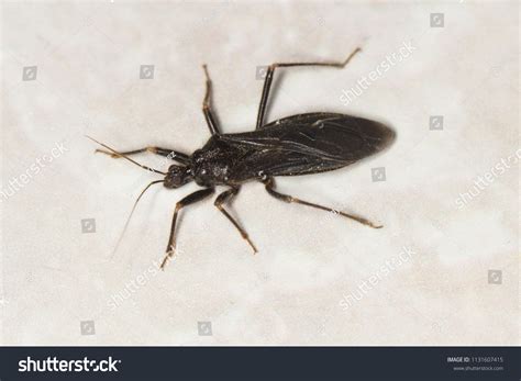 Masked Assassin Bug Masked Hunter Reduvius 스톡 사진 1131607415 | Shutterstock