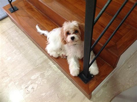 Newborn Cavapoo 的图像结果