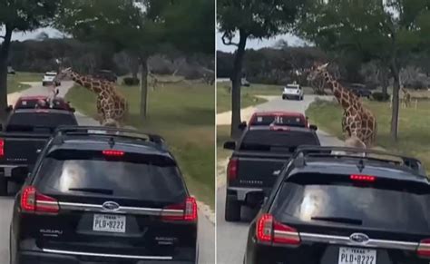 जंगल सफारी के दौरान गाड़ी में बैठी बच्ची के पास आकर प्यार जताने लगा ...