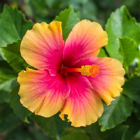 Hibiscus Flower Plant, Hibiscus Plants Live, Tropical Hibiscus Plant ...