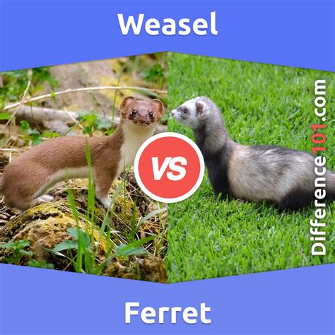 Ferret vs Python 的图像结果