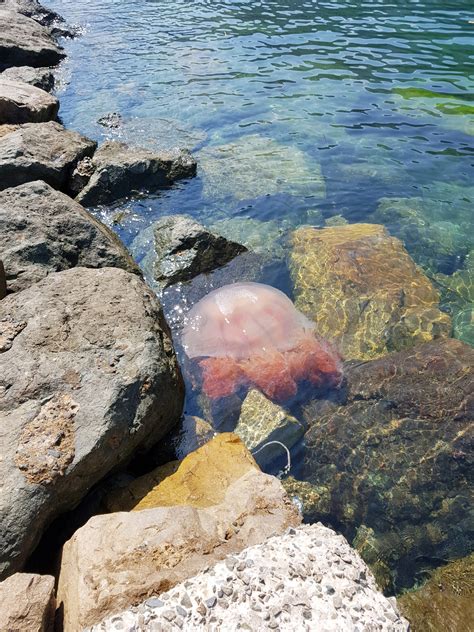 How Long Do Jellyfish Live?