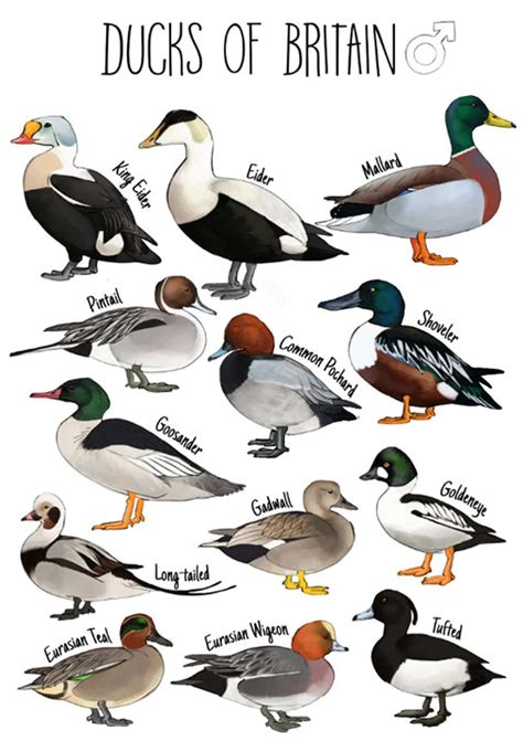 31 Free Printable Duck Identification Charts [PDF]