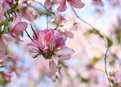 Image result for 芳草
