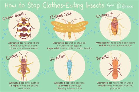 How to Control and Identify Bugs that Eat Clothes