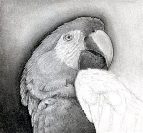 Image result for How to Draw Simple Parrot