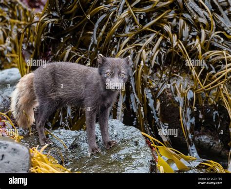 Adult Arctic fox, Vulpes lagopus, in kelp with brown summer fur coat on ...