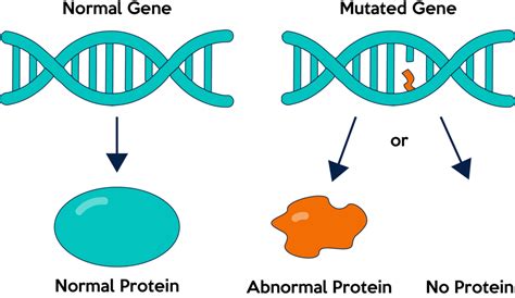 Image result for Mutation Process