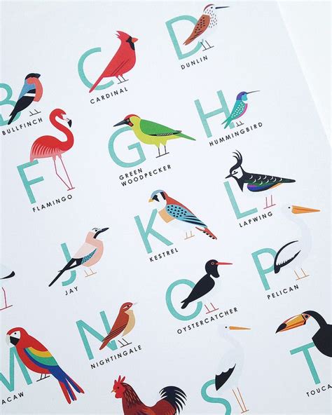 Types Of Birds 4 Letters at Autumn Allen blog