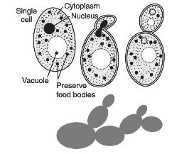 Name the organism and the mode of reproduction represented in the ...