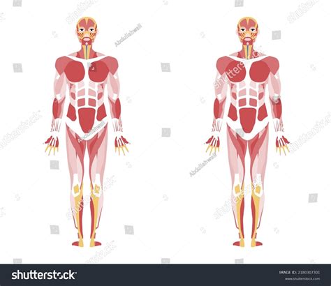 Image result for Human Body Elements