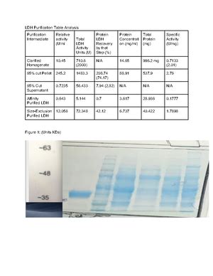 Image result for Calculate LDH Enzyme Activity Example