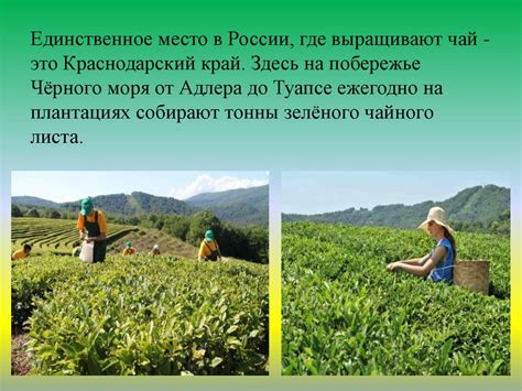 Чай – полезный напиток - презентация онлайн