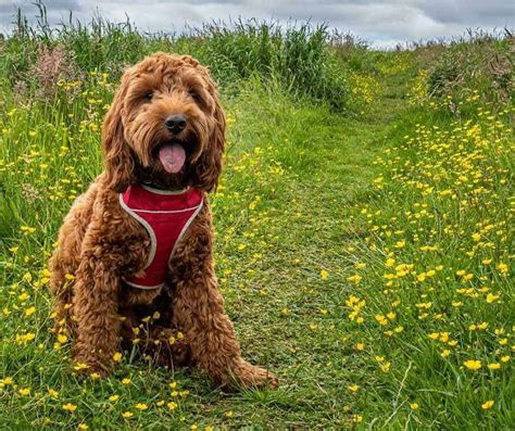 Image result for Cockapoo Running
