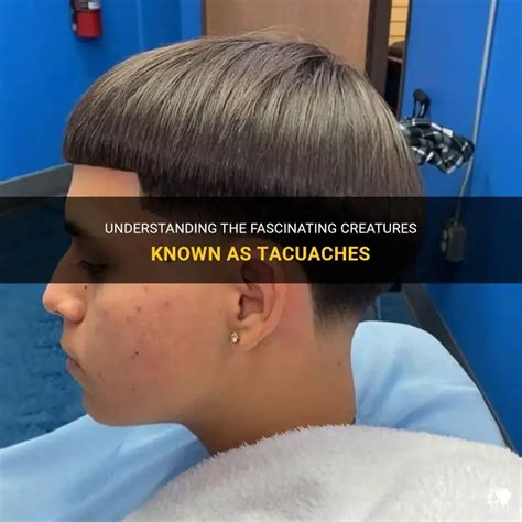 Understanding The Fascinating Creatures Known As Tacuaches | PetShun