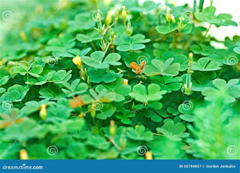 Green Clover and Little Yellow Flowers Stock Image - Image of fresh ...