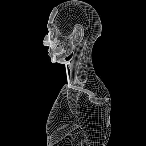 Muscle Head Model Computer Graphics Simulation 的图像结果