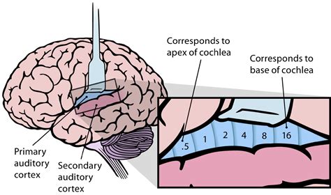 Primary Auditory Cortex
