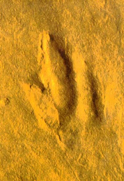 四川发现2亿年前恐龙脚印 呈“内八字”状(图)|自贡日报|自贡恐龙博物馆_凤凰资讯