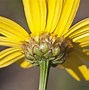 Image result for crowndaisy