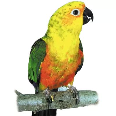 Image result for Fancy Conure