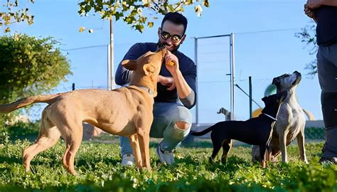 Image result for Dogs Clicker Training for Beginners