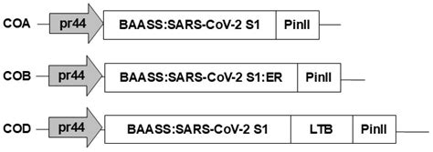 Effect of Fusion to the LTB Carrier Protein on Coronavirus Spike ...