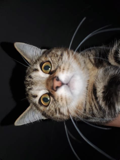 No thoughts head empty : r/PetsareAmazing