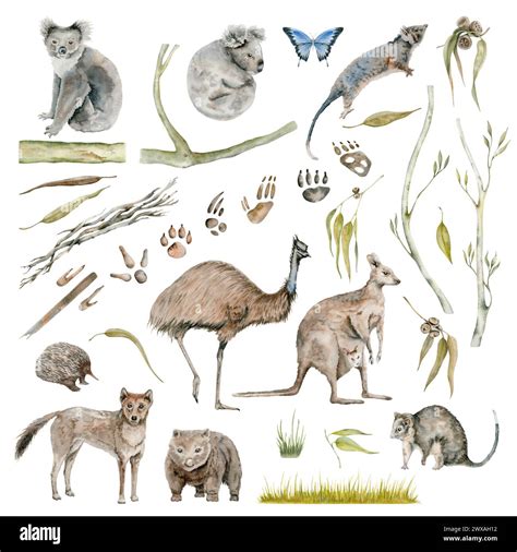 Australian endemic animals collection with koala and kangaroo. Emu, butterfly with wombat ...