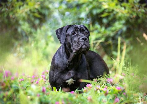 Cane Corso: Dog Breed Characteristics & Care