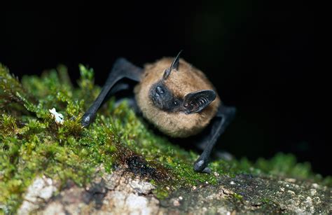 Eptesicus fuscus - Bat Conservation International