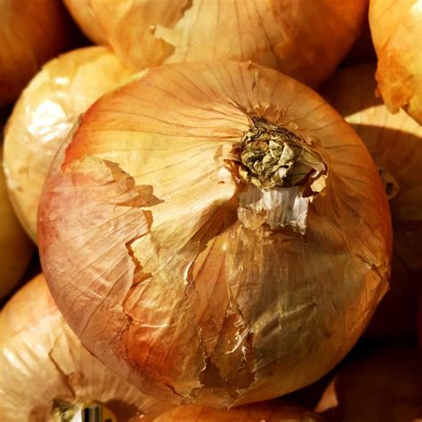 44 Types of Onions A to Z (Photos) - Butter N Thyme
