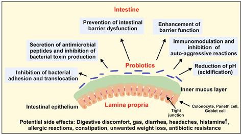 Effects of Probiotics on Gut Microbiota: An Overview