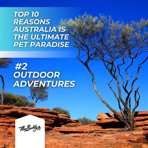 My Buddy And Me on LinkedIn: #mybuddyandme #petcare #petshampoo # ...