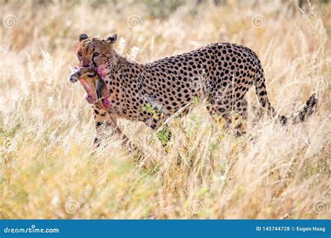 Cheetahs Eating in the Middle of the Grass Stock Photo - Image of ...
