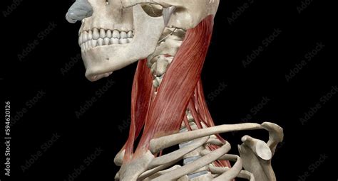 Image result for Contralateral Head Rotation