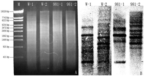 Gene Cloning, Expression and Activity Analysis of Manganese Superoxide ...