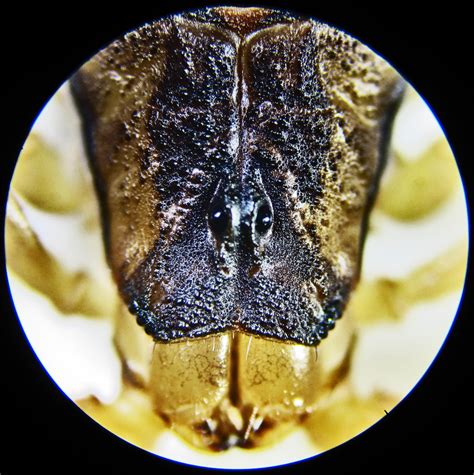 Striped Bark Scorpions in Texas: Taxonomy, Anatomy, Behavior, & Case ...