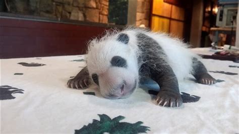 多伦多动物园大熊猫双胞胎出生一个星期以来情况良好 – RCI | 中文