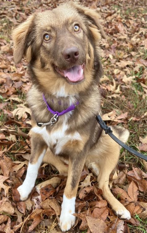 +Dogs Howling Cyotes 的图像结果