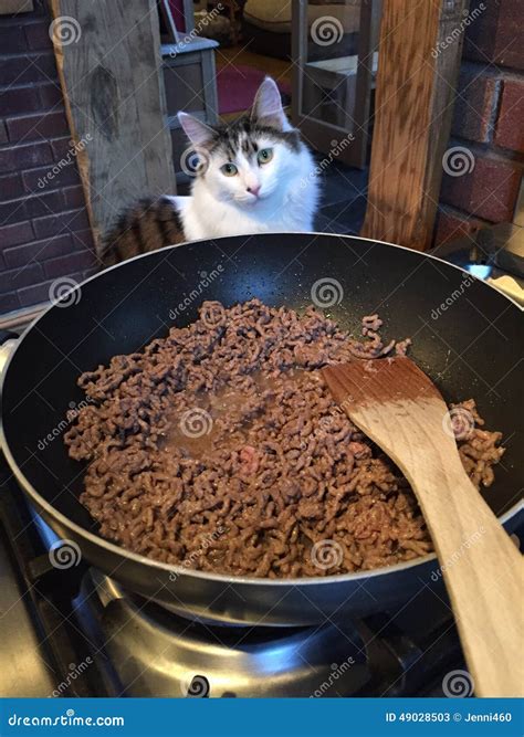 Cat helping with cooking stock image. Image of spatula - 49028503