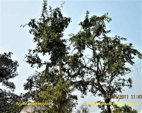 Medicinal Plant Details